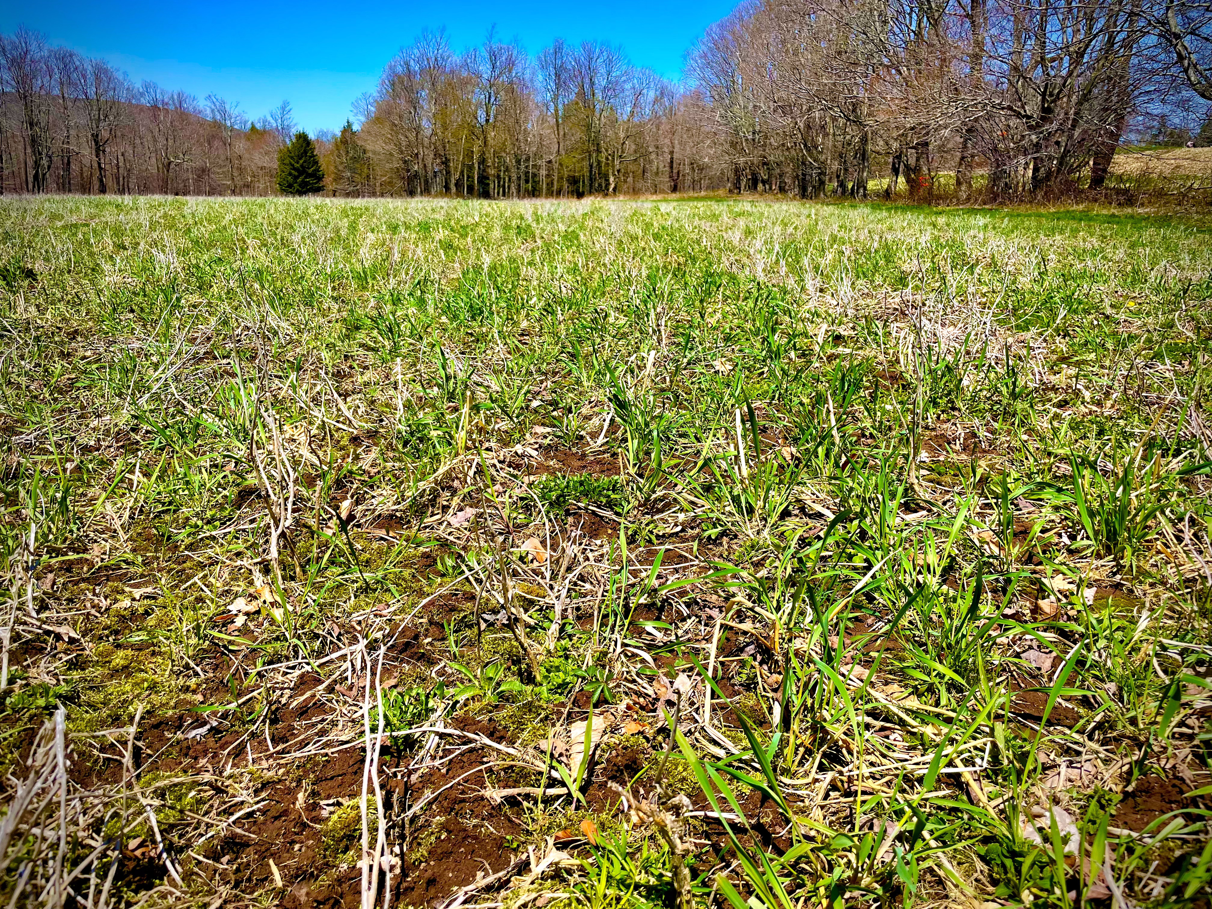 Food Plots